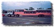 Camel bus